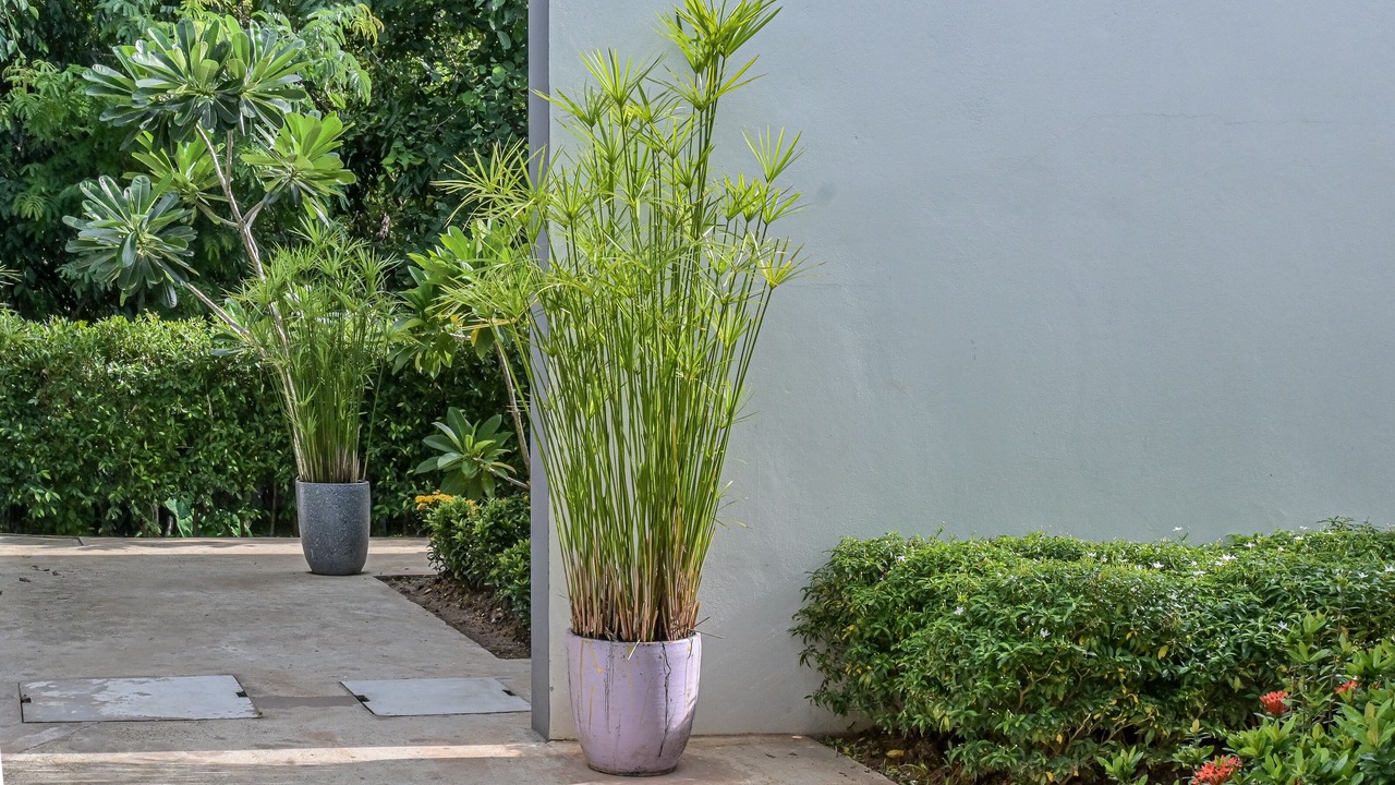 Photo of Outdoor in Khong Chiam