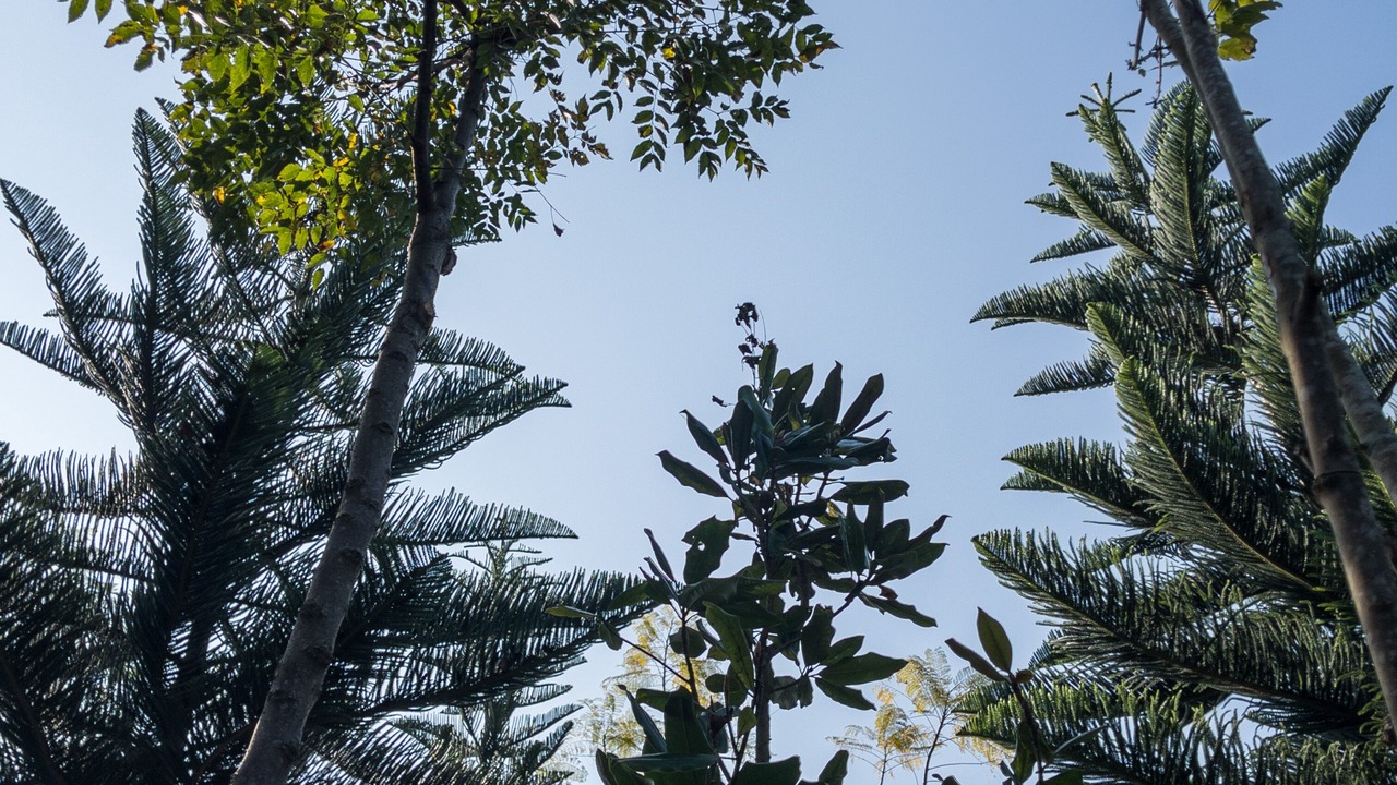Photo of Outdoor in Pong Yaeng