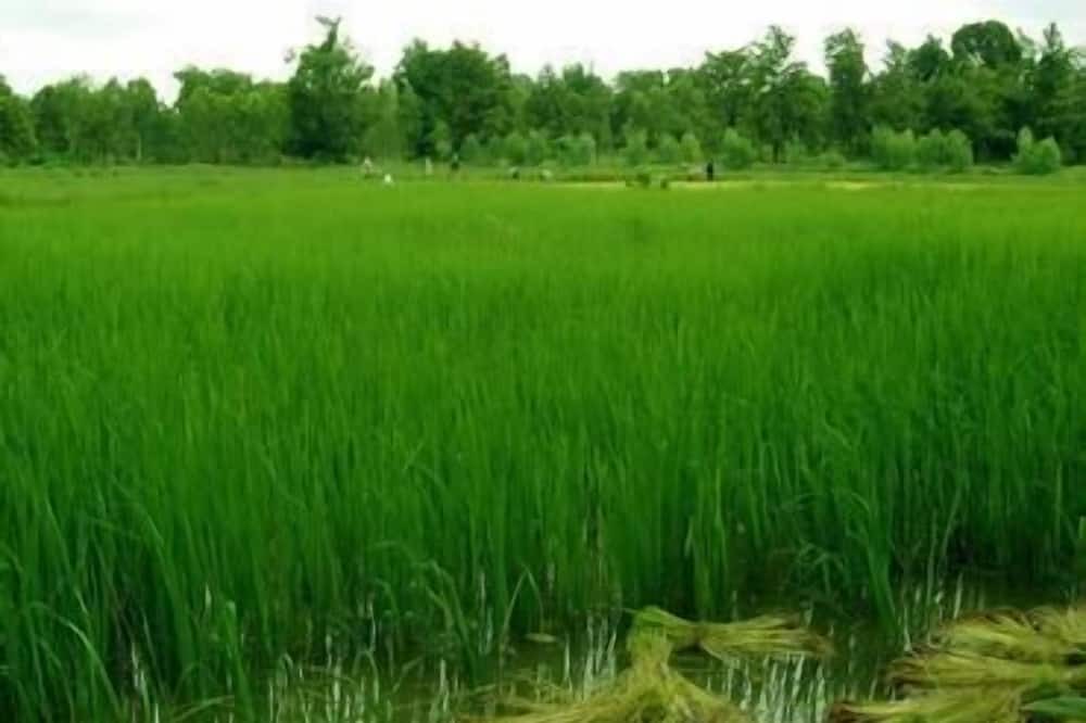 Photo of Outdoor in Um Chan