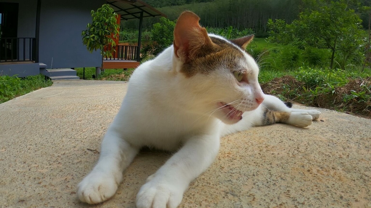 Photo of Outdoor in Ko Yao