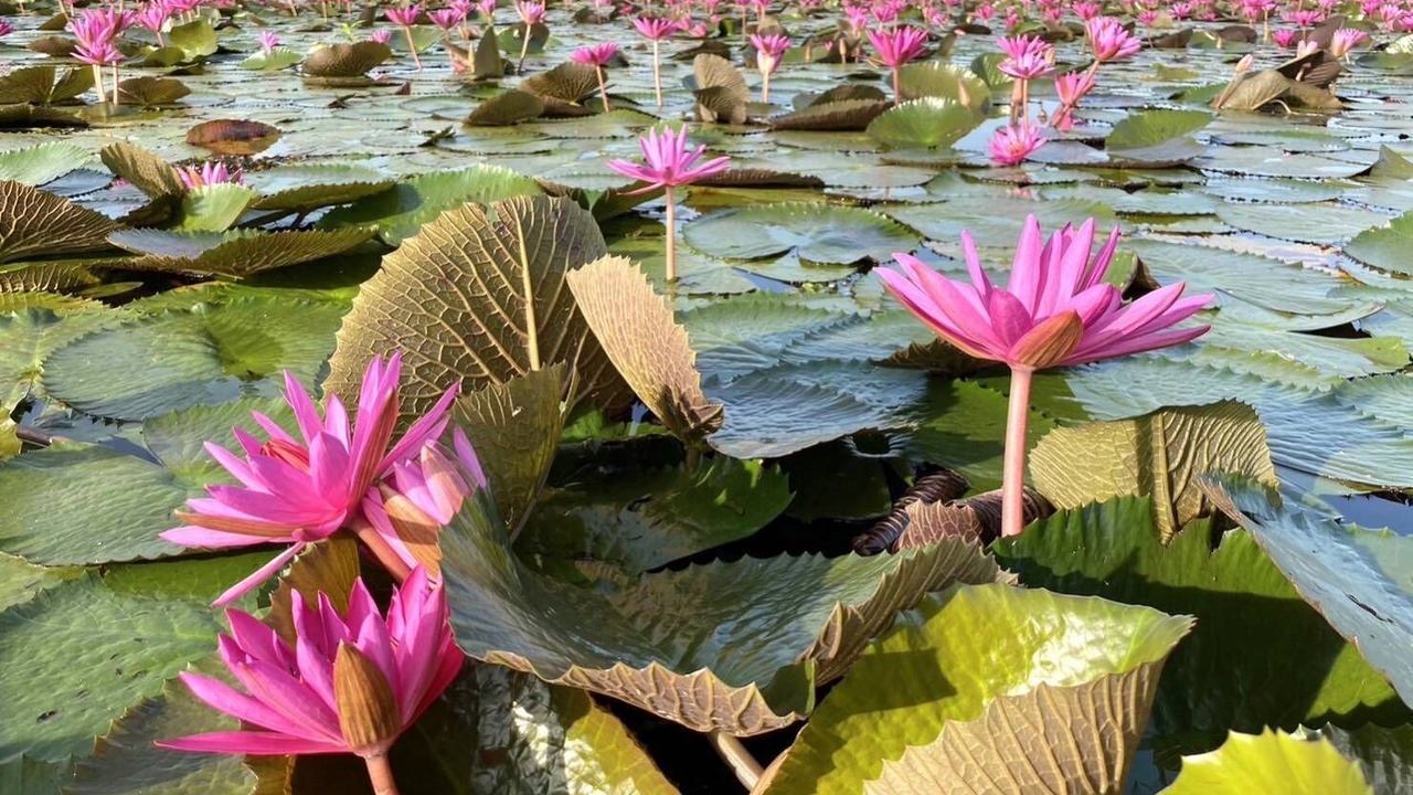 Photo of Others in Kumphawapi