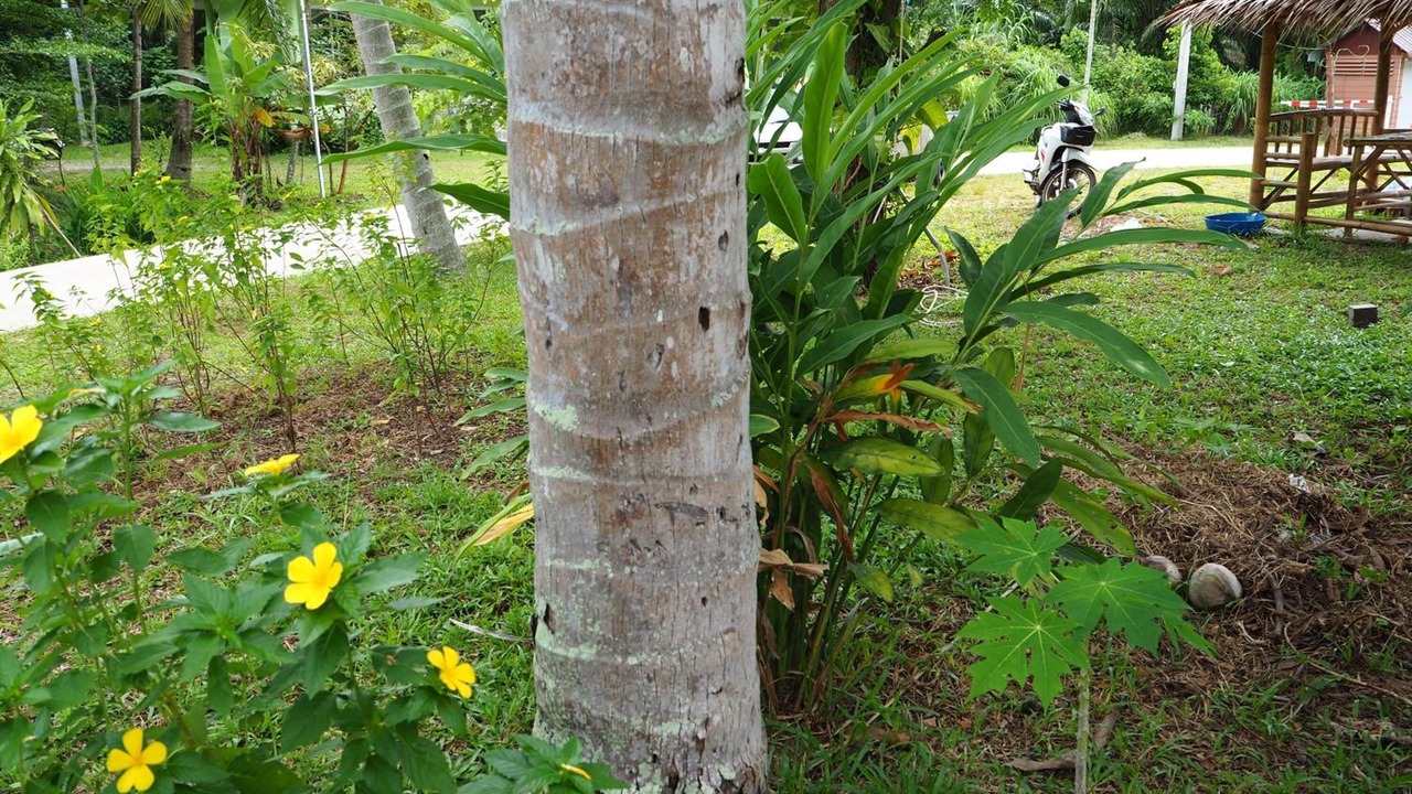 Photo of Outdoor in Pak Nam