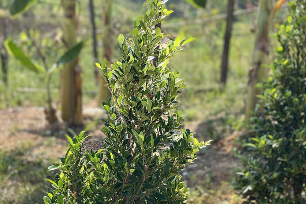Photo of Outdoor in Ko Yao