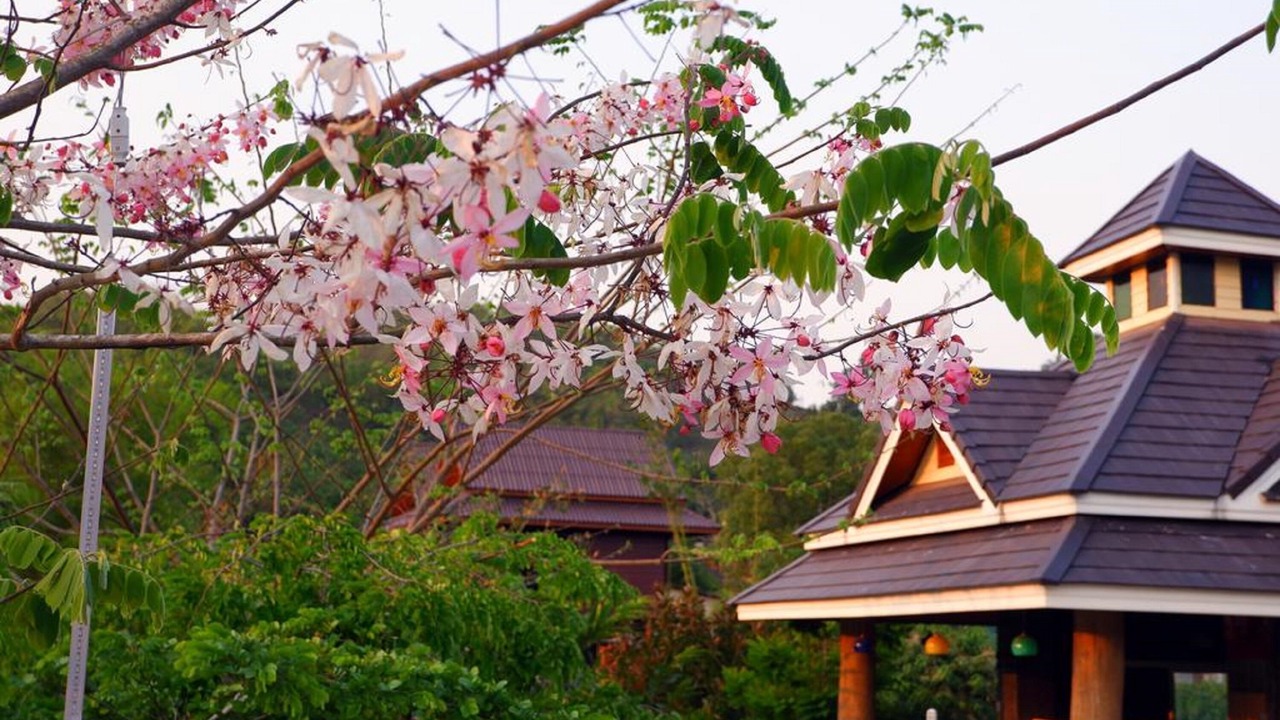 Photo of Outdoor in Mae Fa Luang