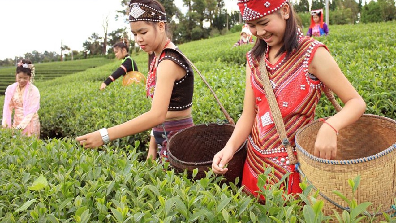 Photo of Others in Mae Fa Luang