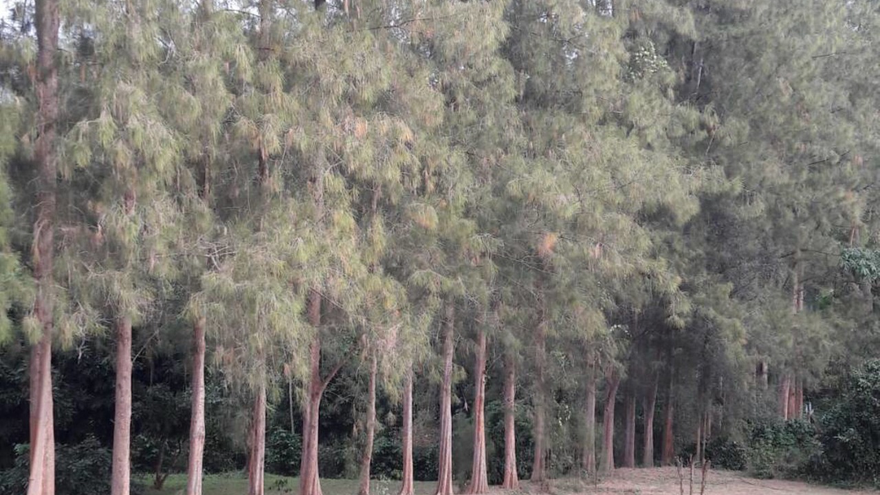 Photo of Outdoor in Suan Phueng