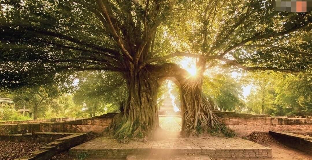 Photo of Outdoor in Ayutthaya