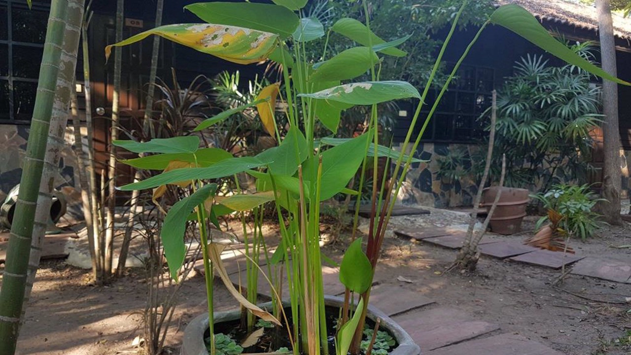 Photo of Outdoor in Ratchaburi
