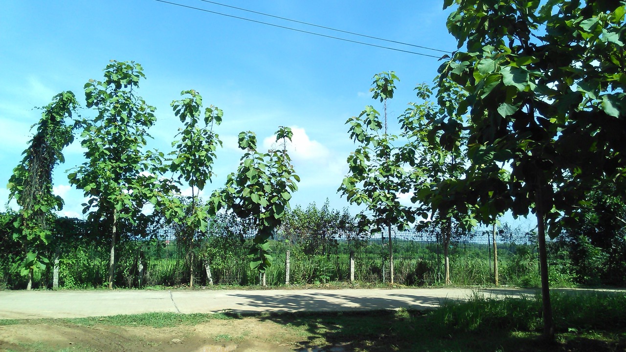 Photo of Outdoor in Loei Province