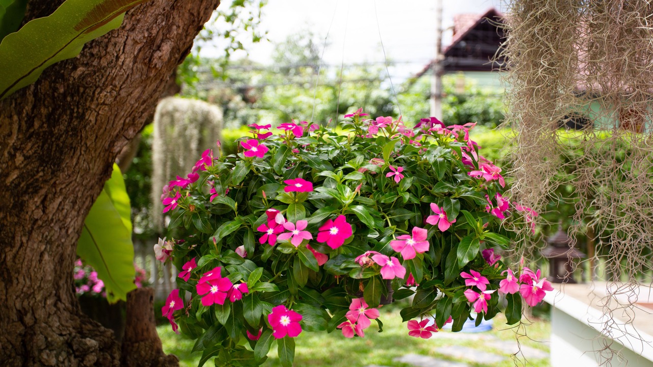 Photo of Outdoor in Wat Ket