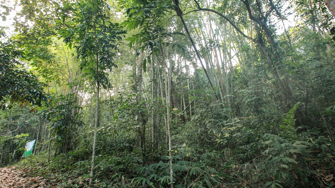 Photo of Outdoor in Klaeng