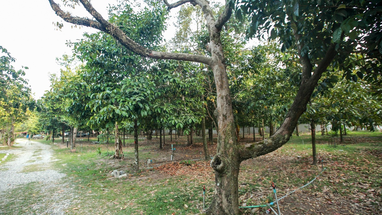 Photo of Outdoor in Klaeng
