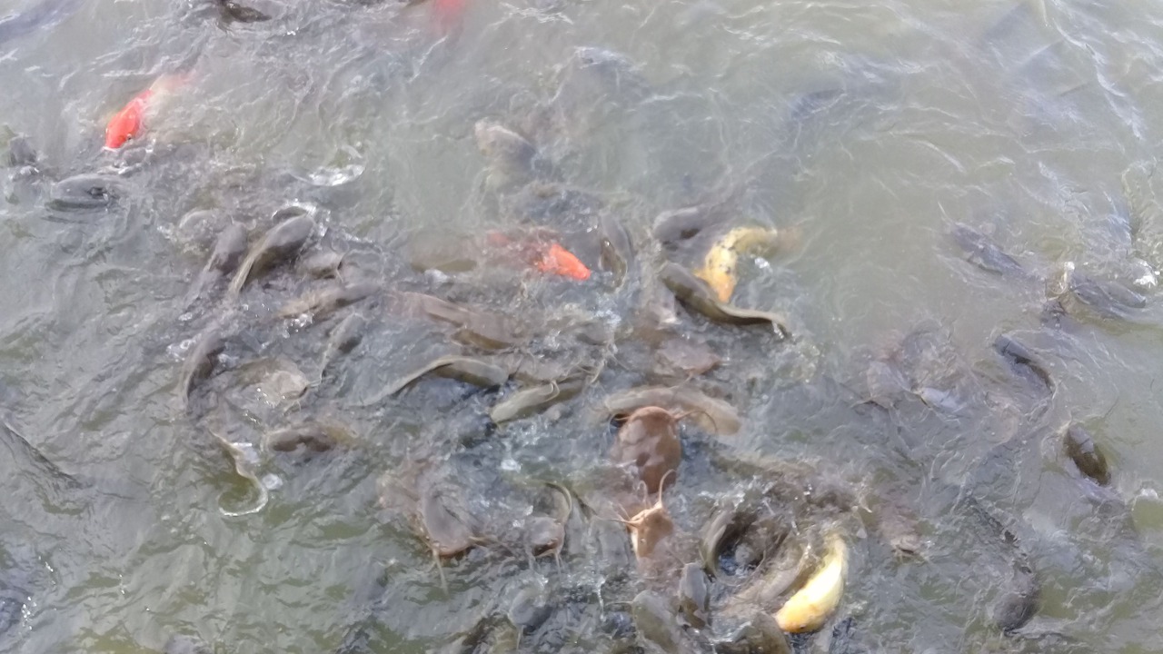 Photo of Others in Mae Kon
