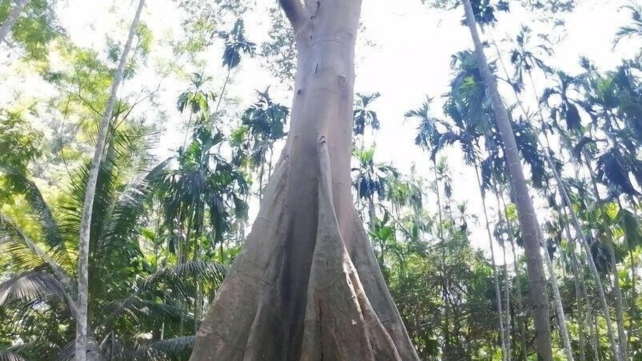Photo of Others in Ban Rai