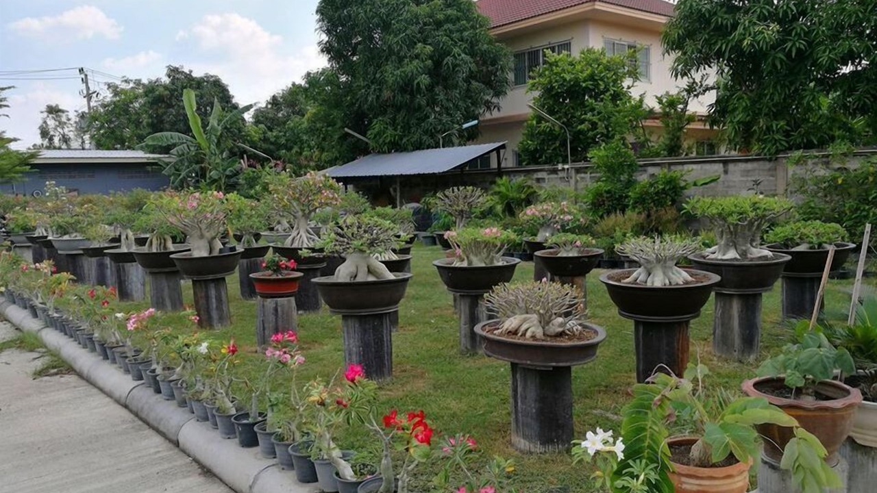Photo of Outdoor in Pak Prieo