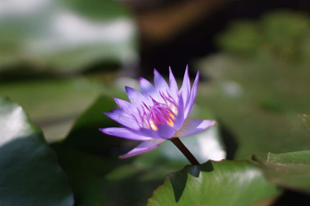 Photo of Outdoor in Chiang Khong
