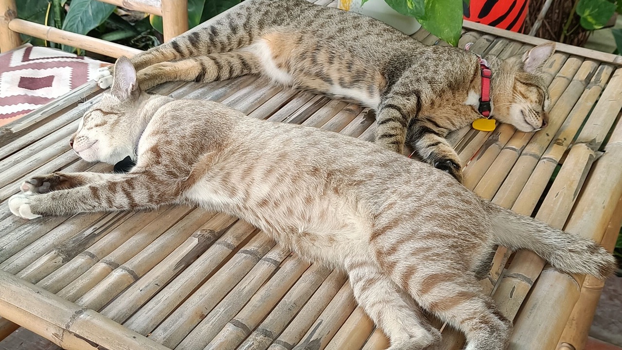 Photo of Outdoor in Ayutthaya
