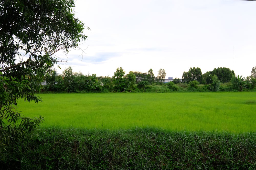 Photo of Others in Phang Khon