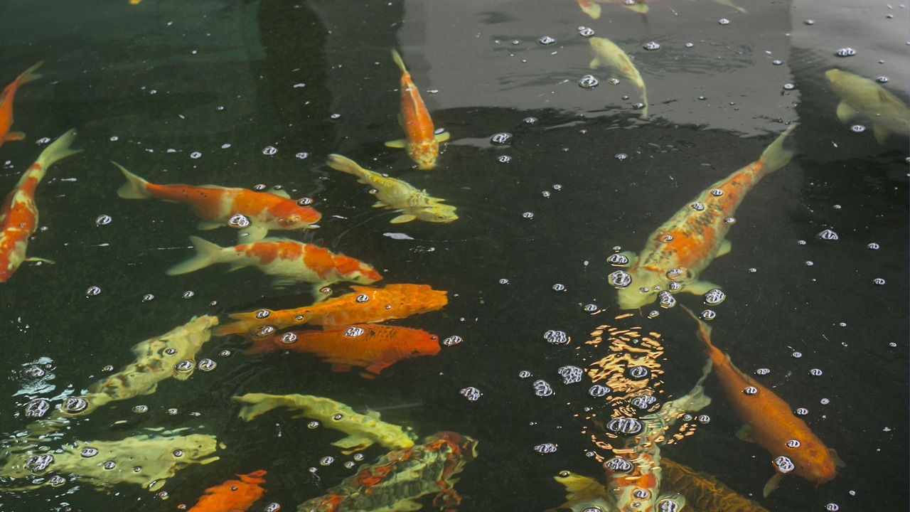 Photo of Outdoor in Satun