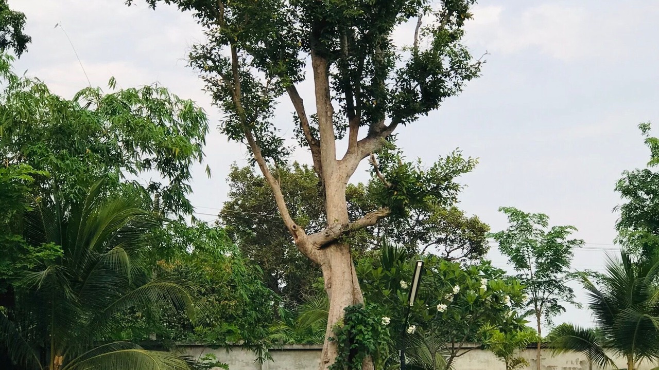 Photo of Others in Nong Khai