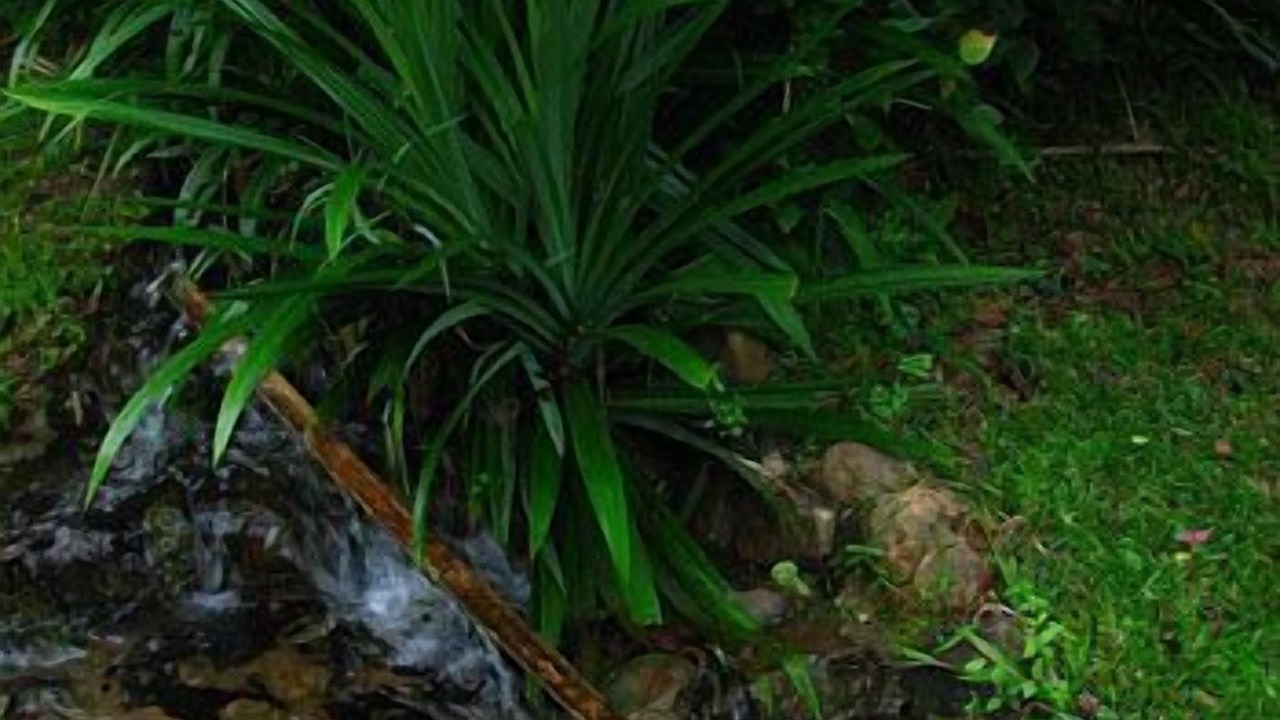 Photo of Outdoor in Chong Kham