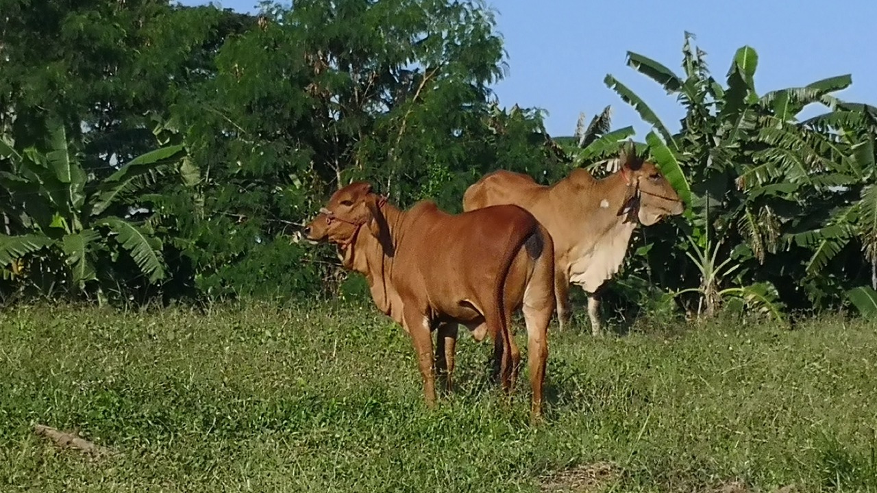 Photo of Outdoor in Nong Hong