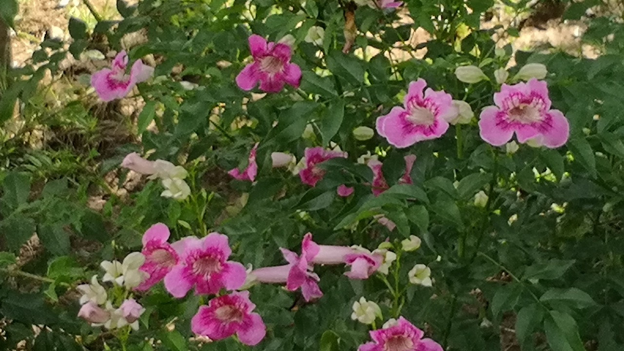 Photo of Outdoor in Nong Hong