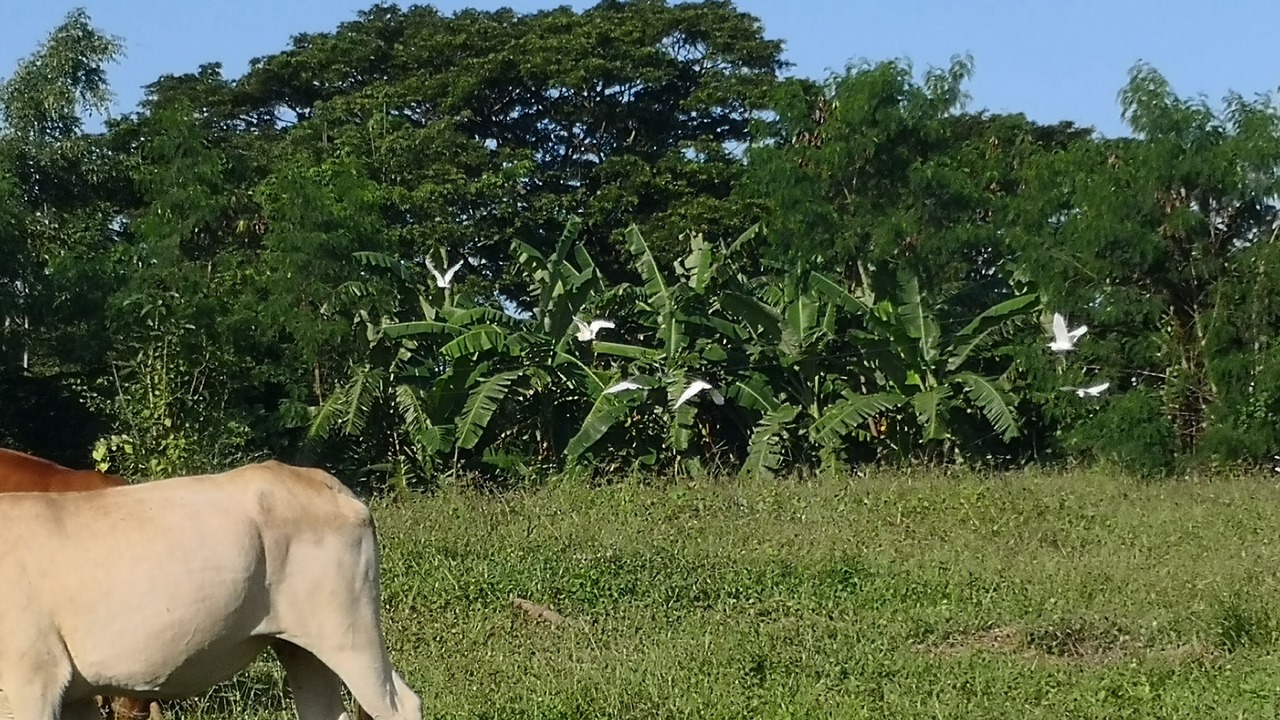 Photo of Outdoor in Nong Hong