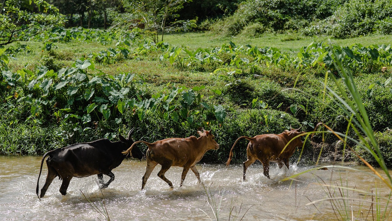 Photo of Outdoor in Chong