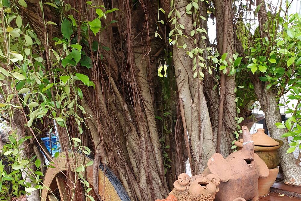 Photo of Outdoor in Ban Saiyuan
