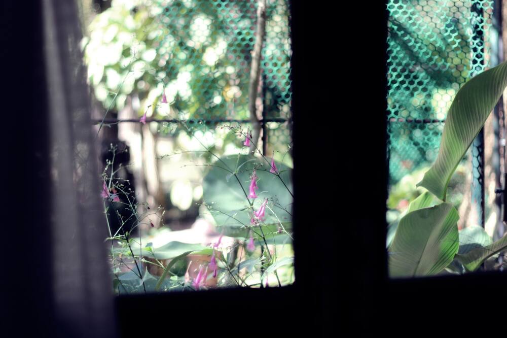 Photo of Others in Chang Phueak