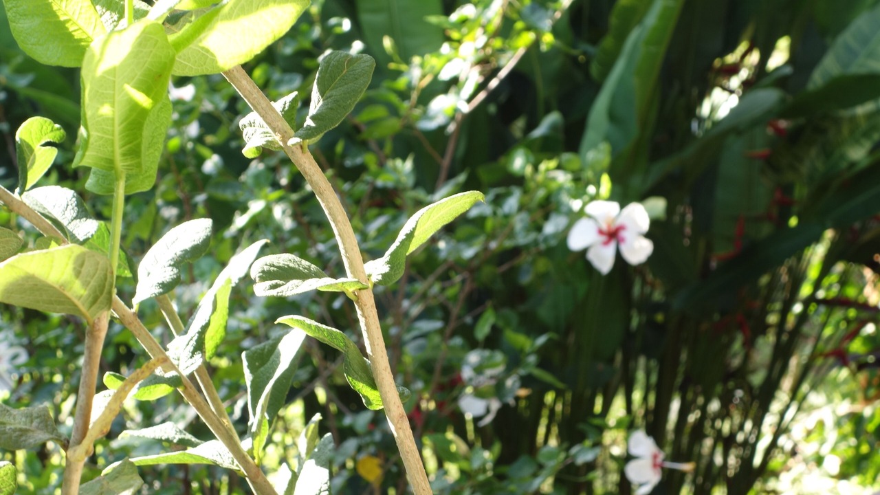 Photo of Outdoor in Sai Thai