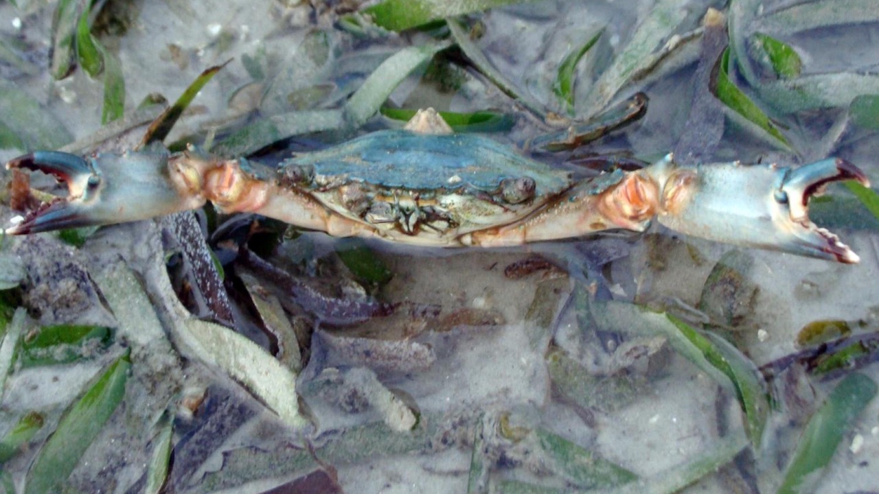 Photo of Others in Ko Mook