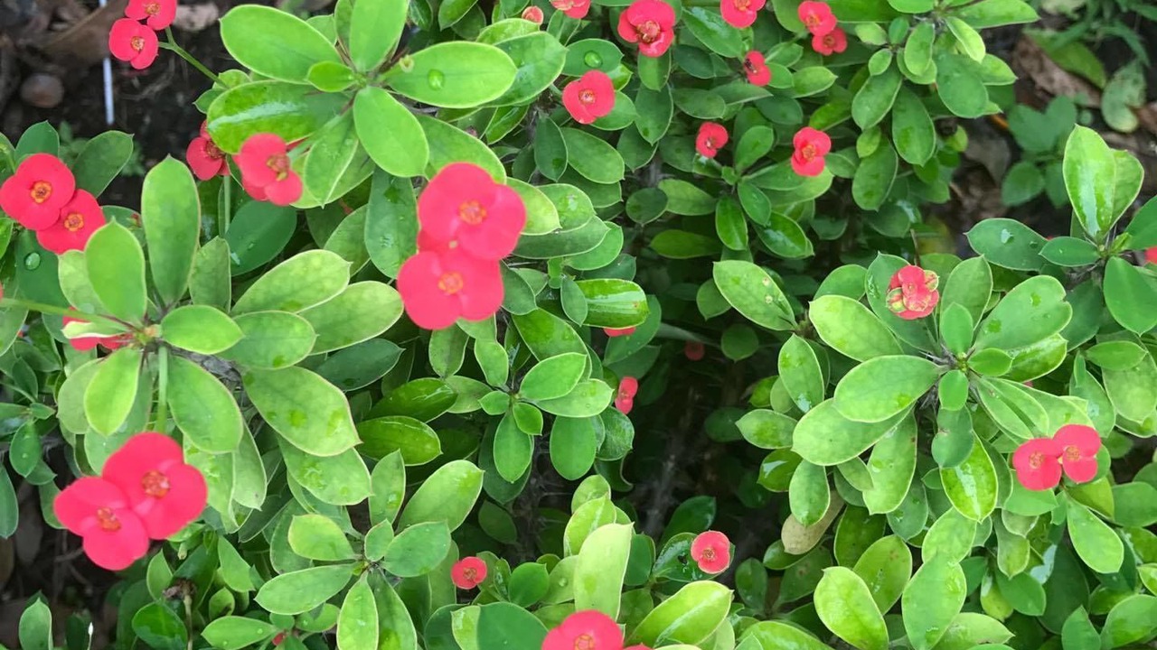 Photo of Outdoor in Thanyaburi