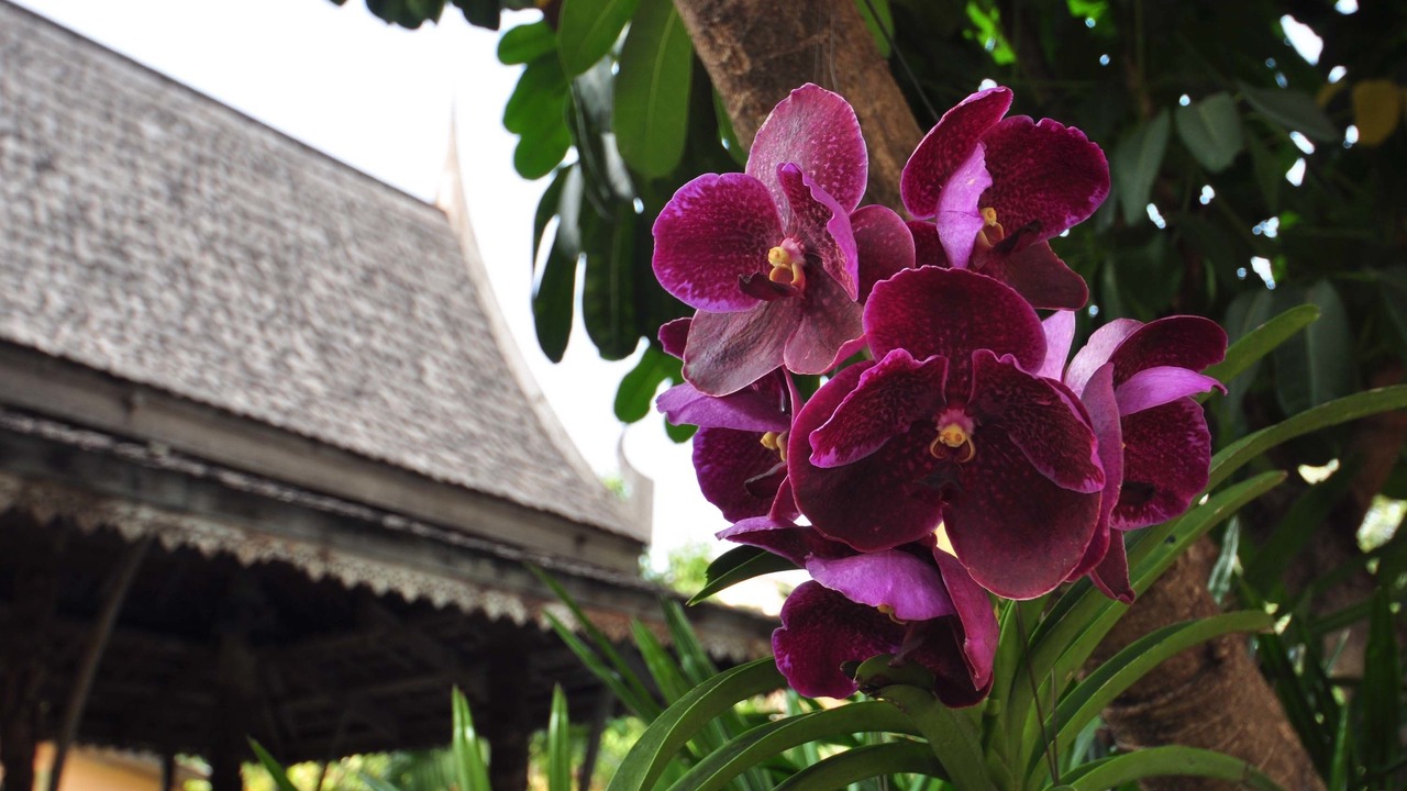 Photo of Outdoor in Bang Phlat
