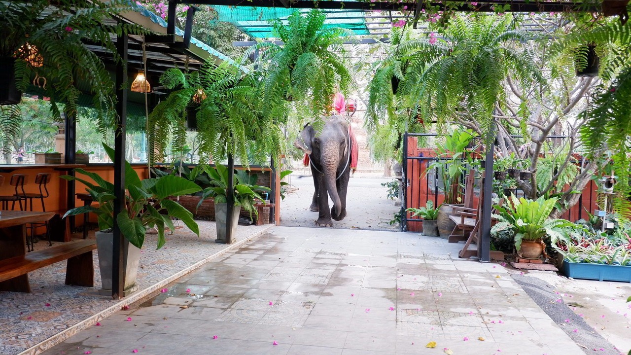 Photo of Outdoor in Ayutthaya