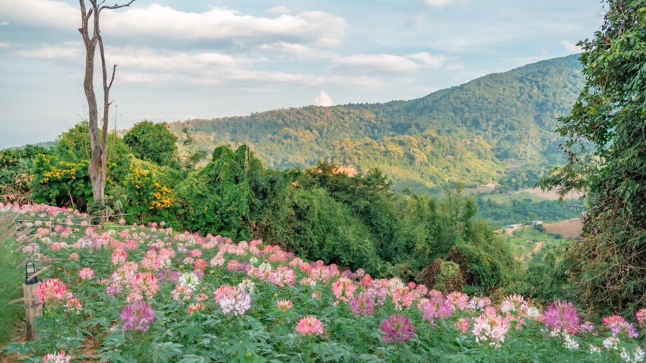 Photo of Outdoor in Pong Yaeng