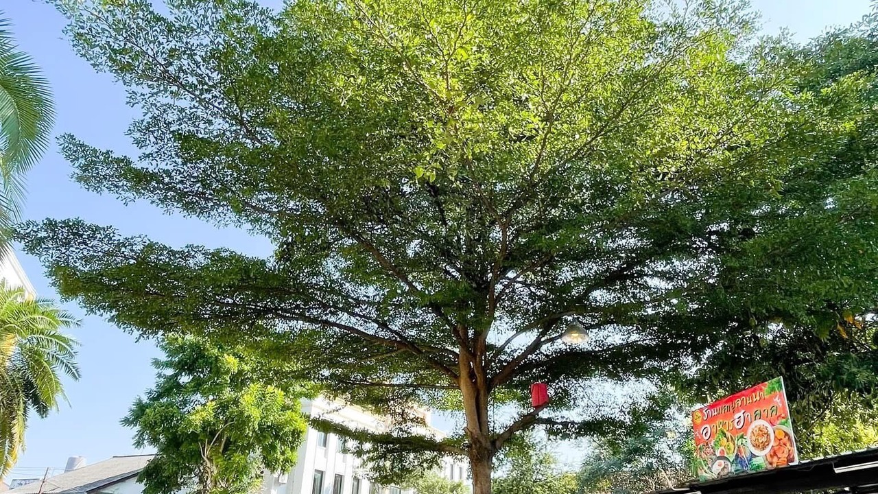 Photo of Outdoor in Mae Hia