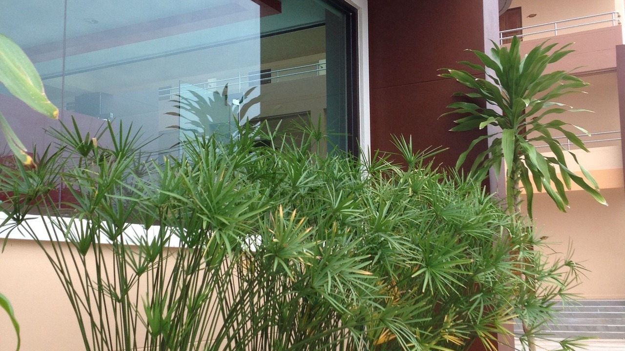Photo of Outdoor in Makham Tia
