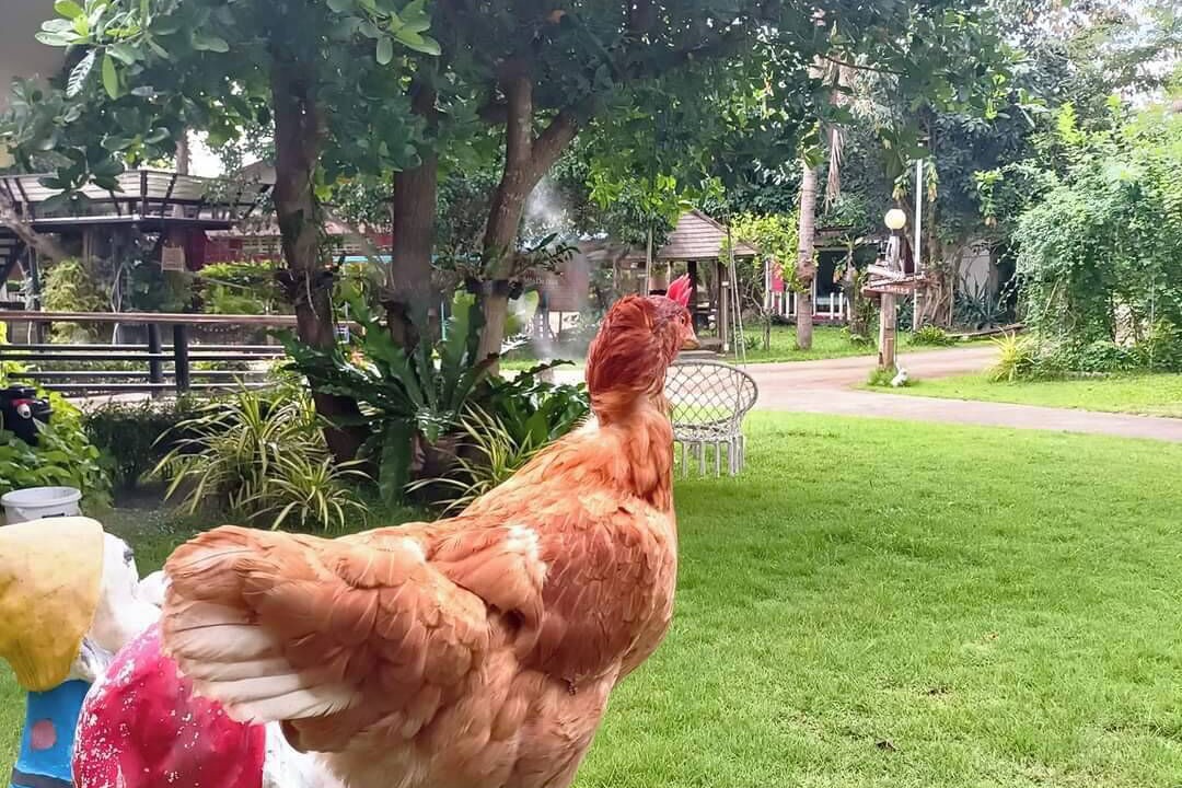Photo of Outdoor in Nan