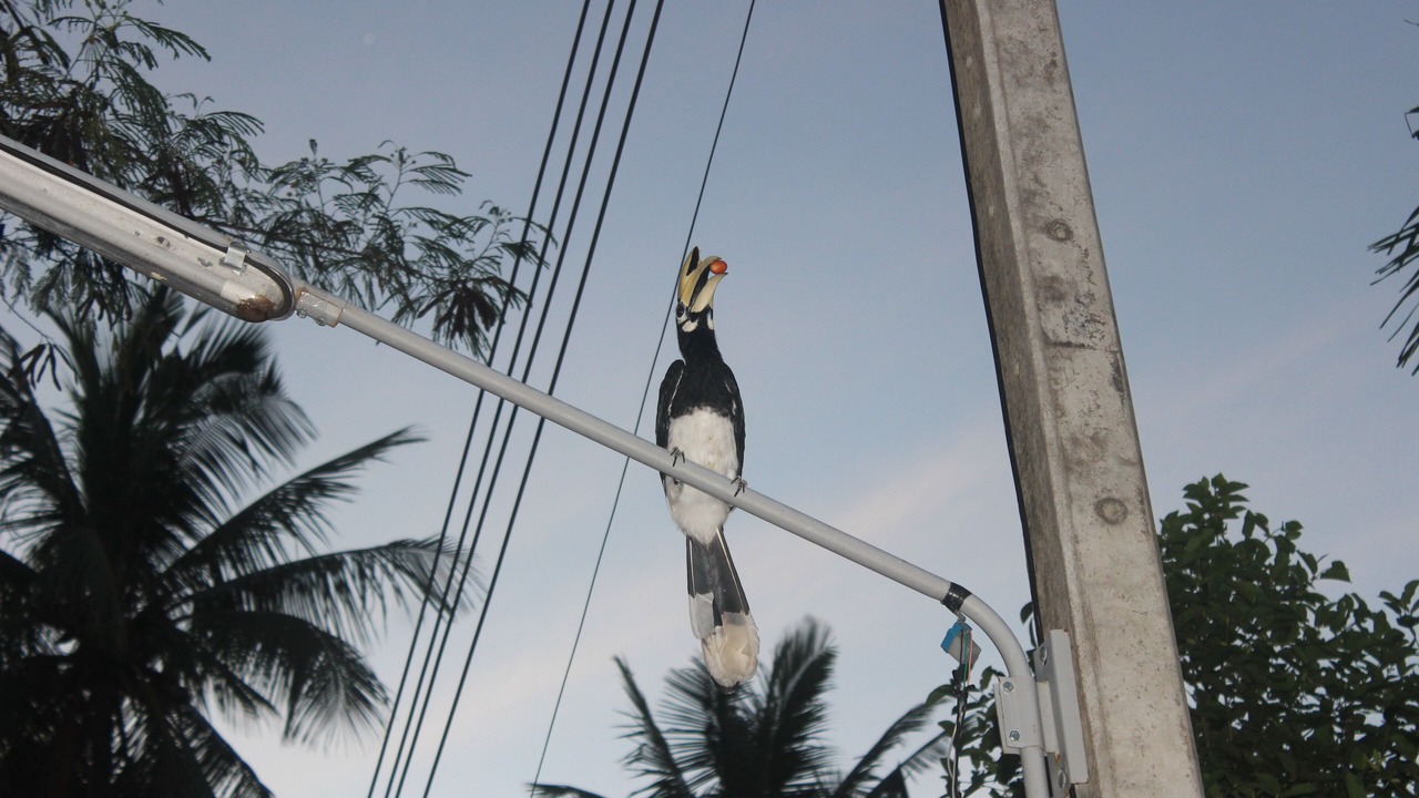 Photo of Others in Ko Yao