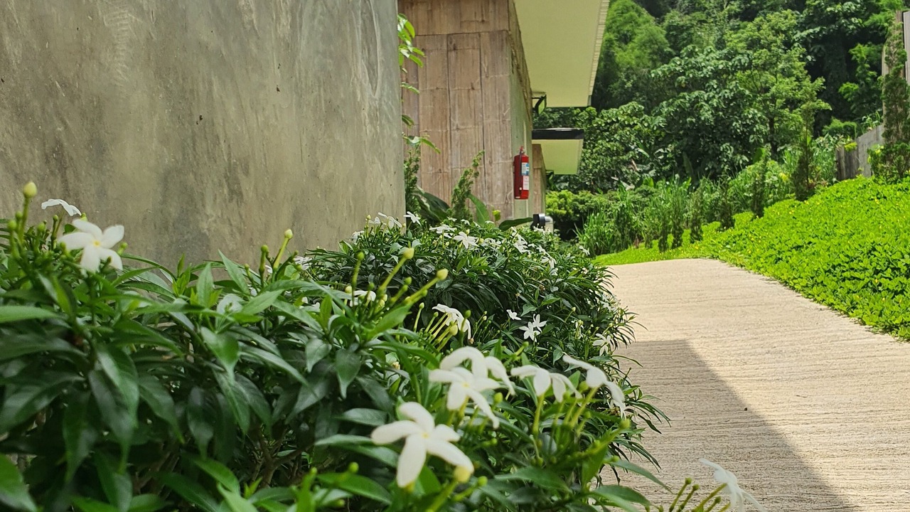 Photo of Outdoor in Mae Taeng
