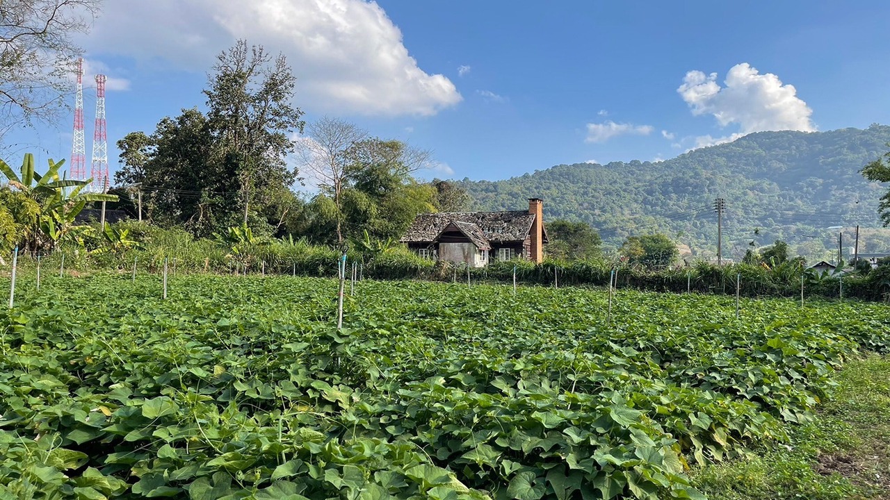 Photo of Outdoor in Pong Yaeng