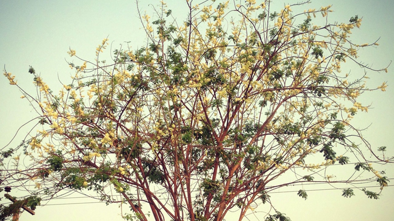 Photo of Outdoor in Samut Songkhram