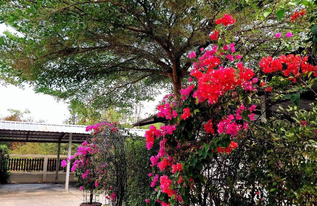 Photo of Outdoor in Nang Rong