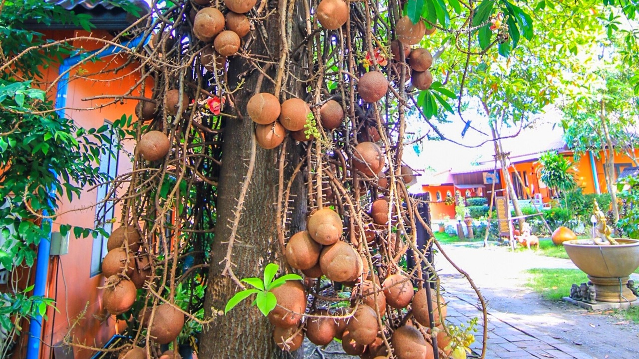 Photo of Others in Ayutthaya