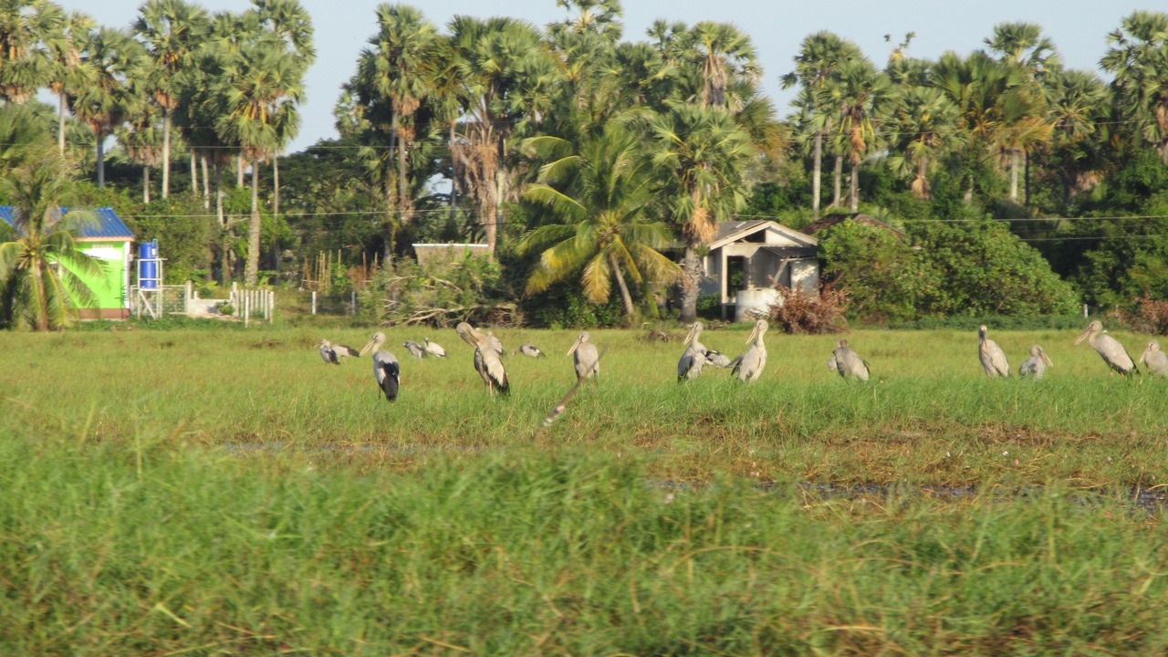 Photo of Others in Sathing Phra
