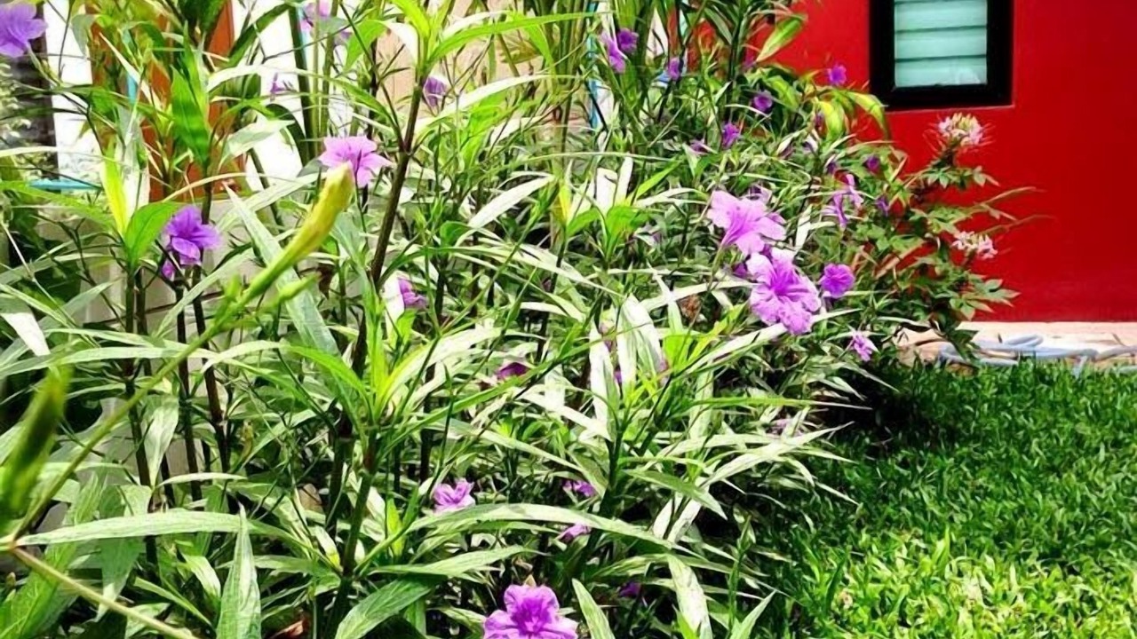 Photo of Outdoor in Pak Thong Chai