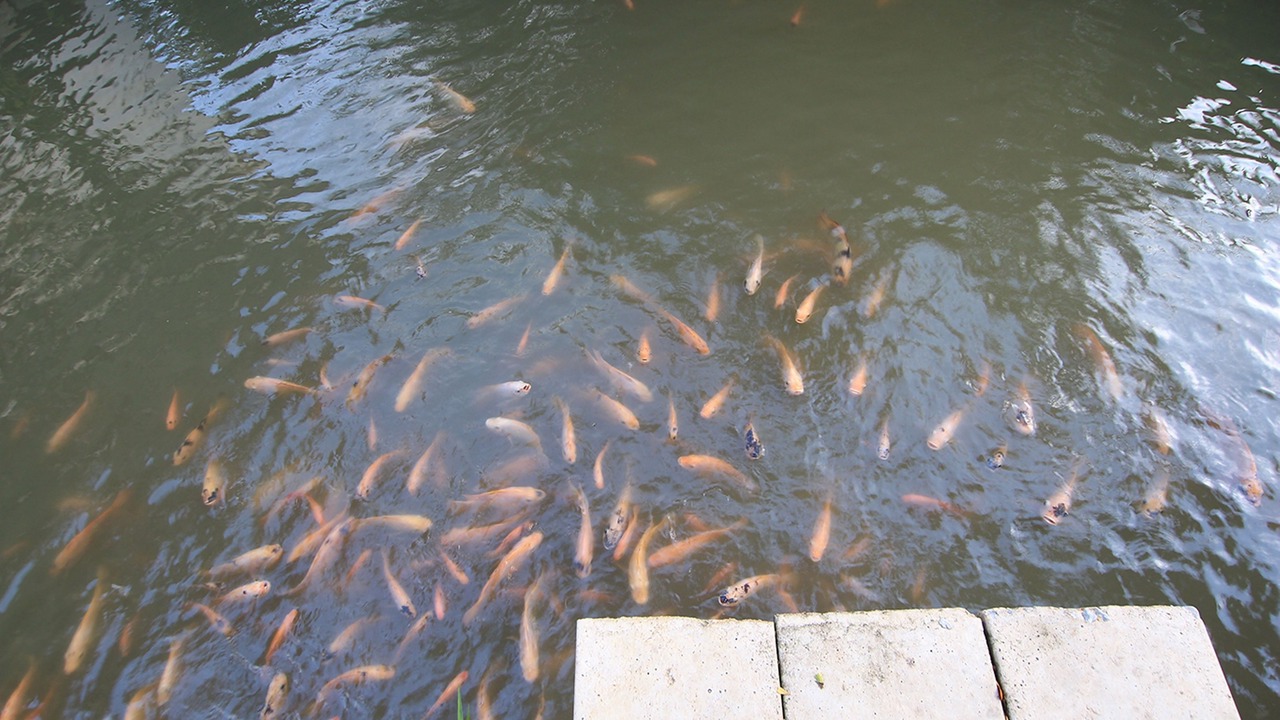 Photo of Others in Samut Songkhram