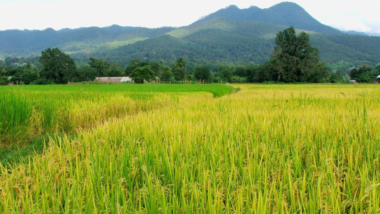 Photo of Others in Pai